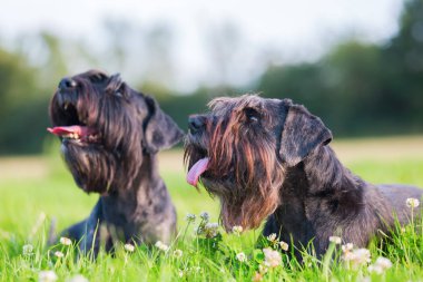 İki schnauzer köpek açık havada portresi