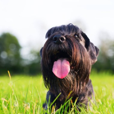 Standart schnauzer portresi