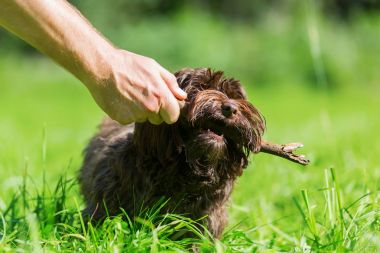 Adamın elinde bir sopa ile a Havanese köpek ile çalış