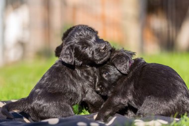 Bahçede oynayan sevimli schnauzer kukla