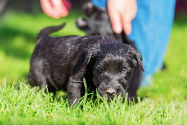 Schnauzer köpek çim araştırıyor