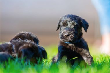 Bahçede oynayan sevimli schnauzer kukla