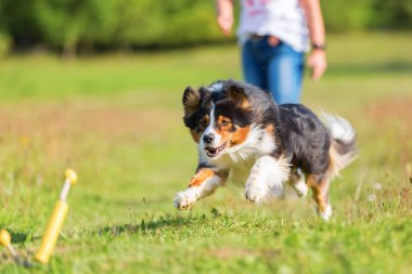 Avustralya çoban köpeği oyuncak almak için çalışır