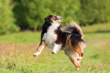 Avustralya çoban köpeği oyuncak yakalar