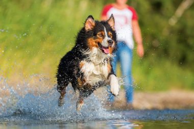 Avustralya çoban köpeği su ile çalışır