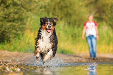 Avustralya çoban köpeği su ile çalışır