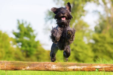 Standart schnauzer atlar bir ahşap kiriş üzerinde