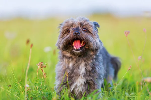 Porträt eines havanischen Hybriden — Stockfoto