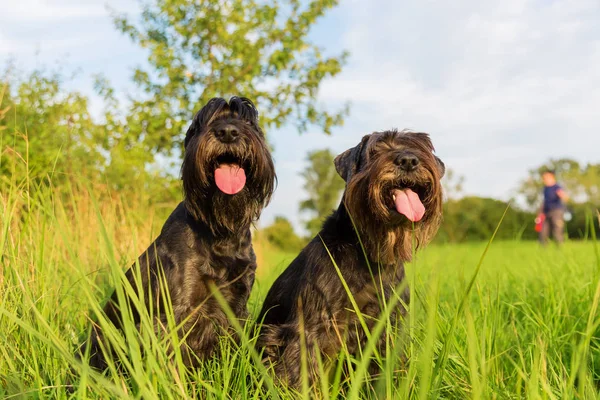 Portrét dvou psů knírač venku — Stock fotografie
