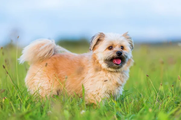 Havanese melez bir portresi