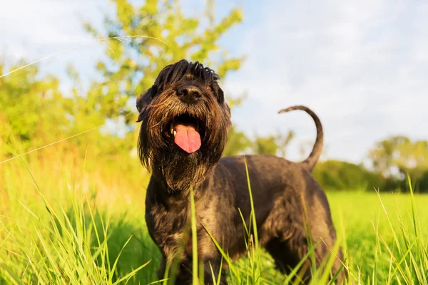 Πορτρέτο του ένα πρότυπο schnauzer — Φωτογραφία Αρχείου