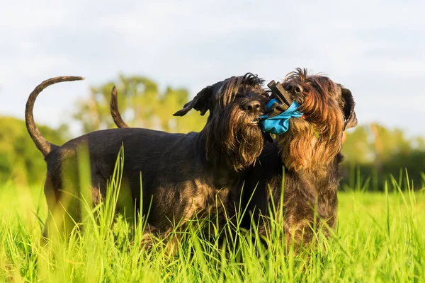 Dos schnauzer luchan por una bolsa de regalo — Foto de Stock