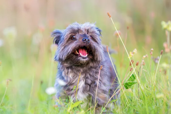 Портрет Havanese гібрид — стокове фото