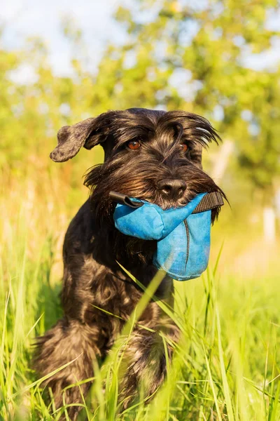 Standart Schnauzer köpek çayır üzerinde yürüyor