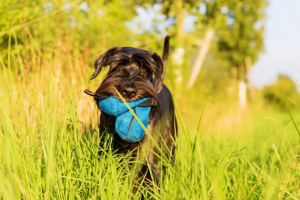 Standard Schnauzer pies spacery na łące — Zdjęcie stockowe