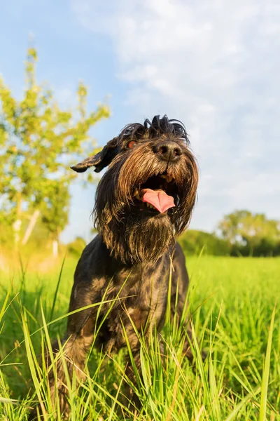 Retrato de un perro schnauzer estándar — Foto de Stock