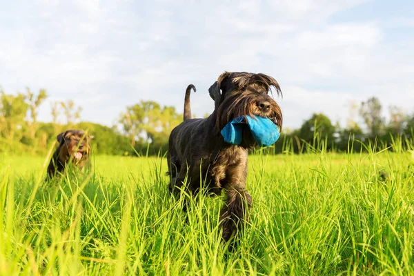 Standart Schnauzer köpek çayır üzerinde yürüyor