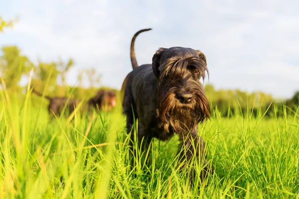 Estándar perro Schnauzer paseos en el prado — Foto de Stock