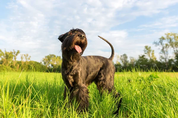 Standart schnauzer köpek portresi