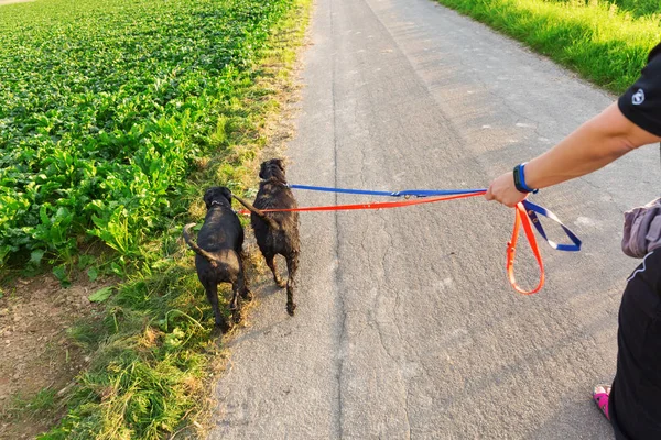 Belgili tanımlık kira kontratı, iki köpek ile kişi yürüyor