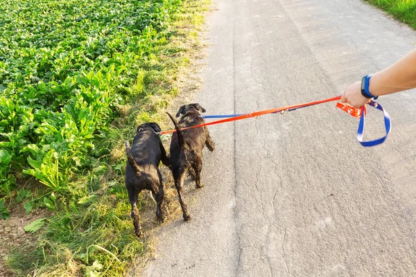 La persona cammina con due cani al guinzaglio — Foto Stock