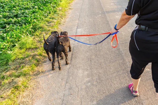 person with two schnauzer dogs at the leash