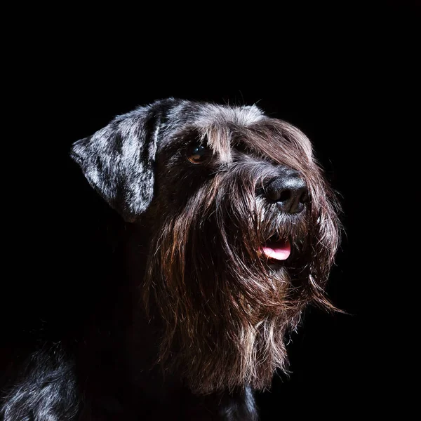 siyah bir arka plan önünde schnauzer portresi