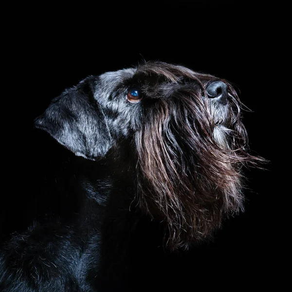 siyah bir arka plan önünde schnauzer portresi