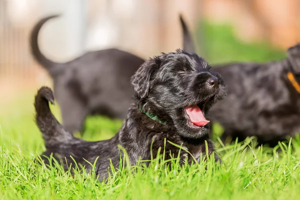 Çayır ve yawns Schnauzer köpek yavrusu yatıyor