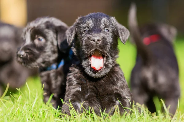 Schnauzer köpek yavrusu çayır ve yawns üzerinde oturur