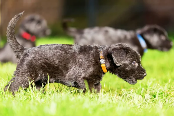 Puppy Sznaucer spacery na łące — Zdjęcie stockowe