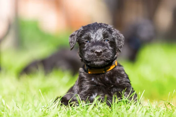 Portréja egy schnauzer kiskutya — Stock Fotó