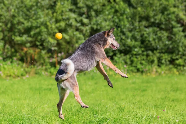 Australian cattledog salta para uma bola — Fotografia de Stock