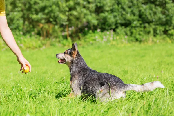 Homme joue avec un chien de boucherie australien — Photo