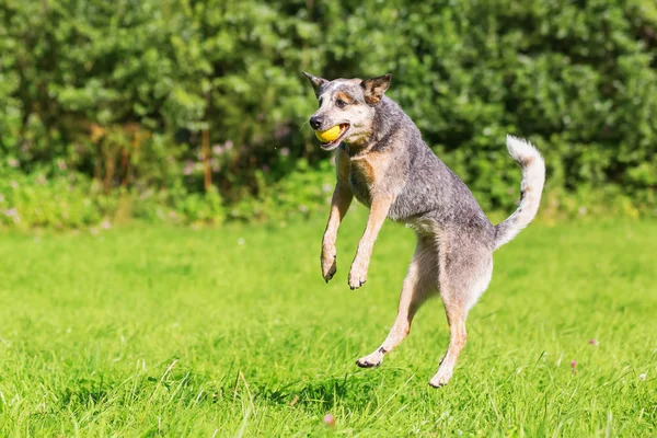 Australian cattledog salta para uma bola — Fotografia de Stock