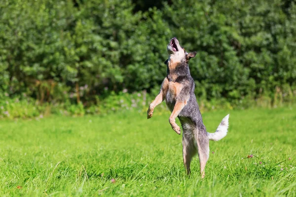 Australian cattledog jumps high — Stock Photo, Image