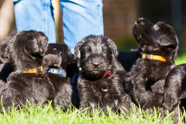Kişi ile bir schnauzer köpek yavrusu çöp