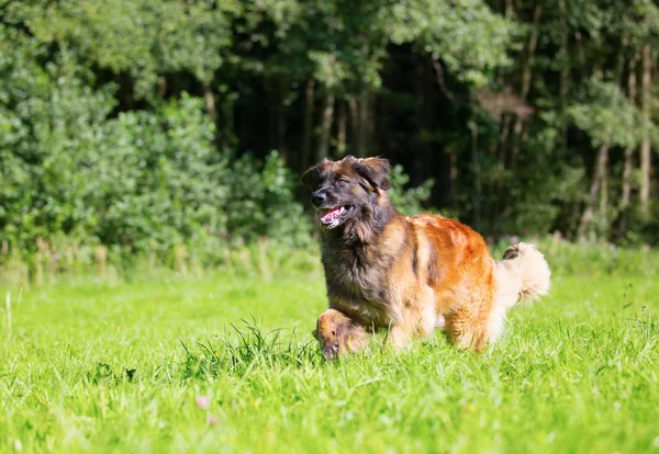 Leonberger çayır üzerinde çalışır