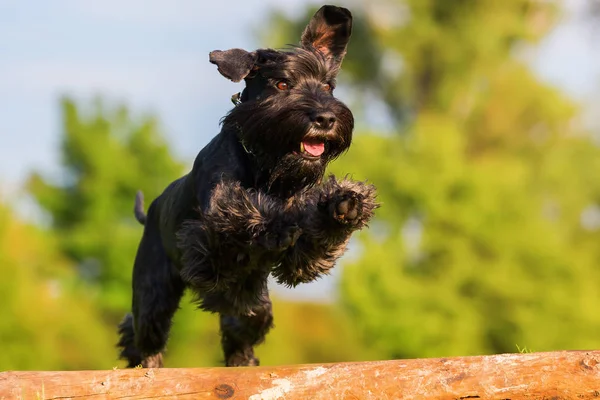 Standart schnauzer atlar bir ahşap kiriş üzerinde