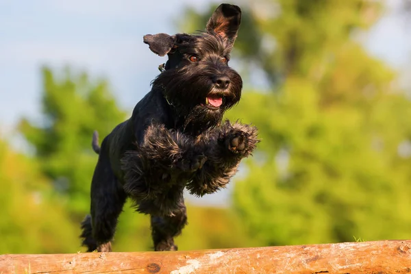 Standard schnauzer jumps over a wooden beam — Stock Photo, Image