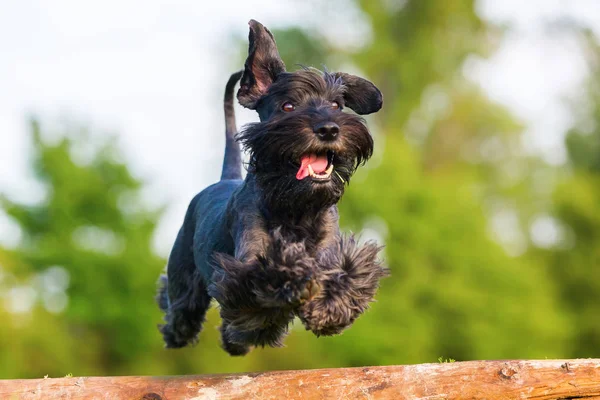 Standard schnauzer jumps over a wooden beam — Stock Photo, Image