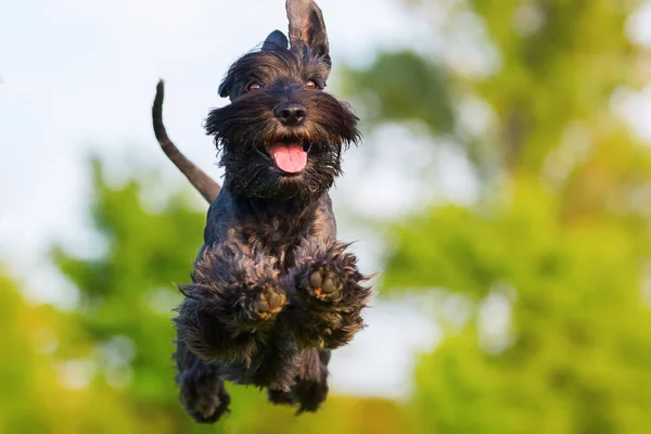 Picture of a jumping schnauzer — Stock Photo, Image