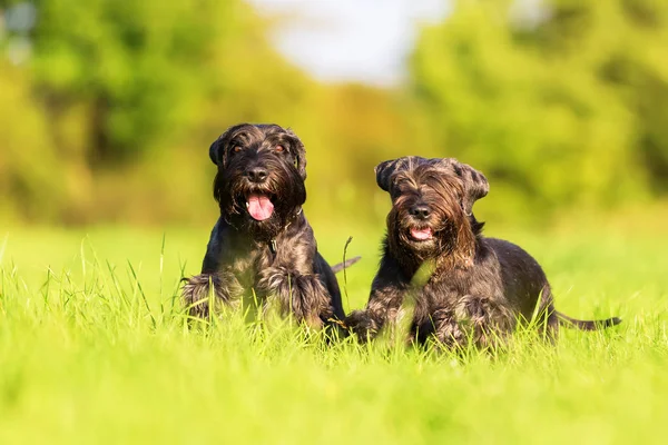 Dois cães schnauzer começa a correr — Fotografia de Stock