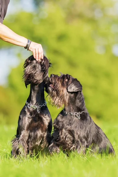 Mulher dá a ela cães Schnauzer um deleite — Fotografia de Stock