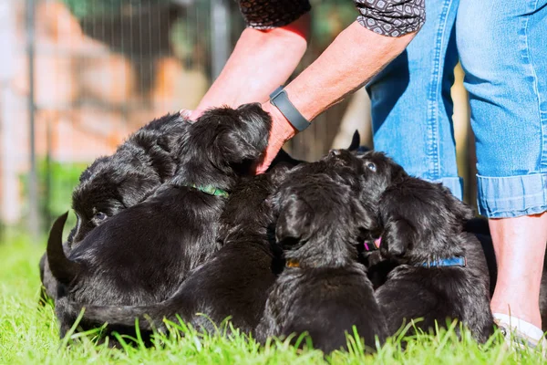 Kişi ile bir schnauzer köpek yavrusu çöp