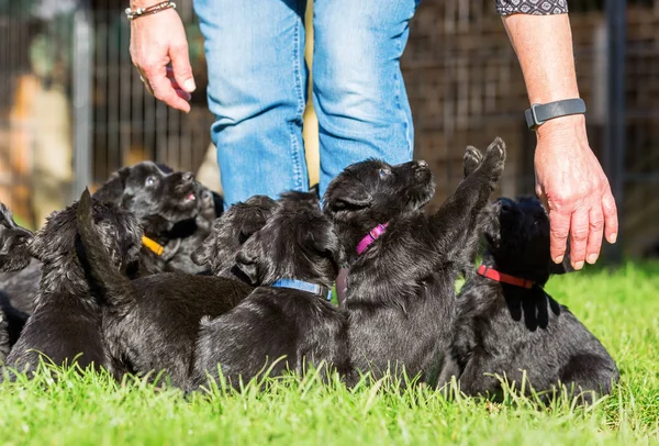Kişi ile bir schnauzer köpek yavrusu çöp