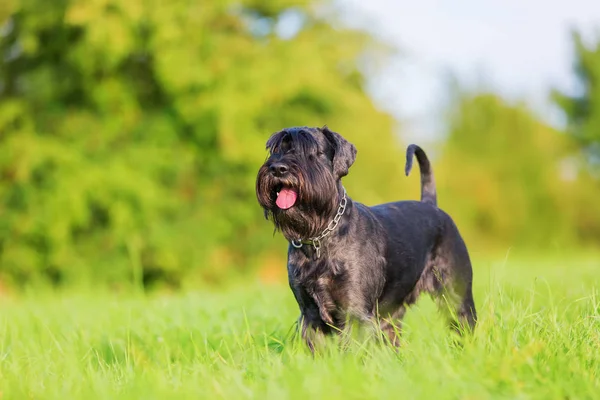 Standart schnauzer portresi