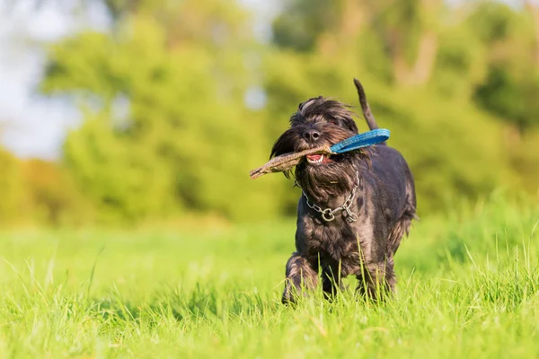 Schnauzer köpek muamele etmek çanta ile açık havada çalışır