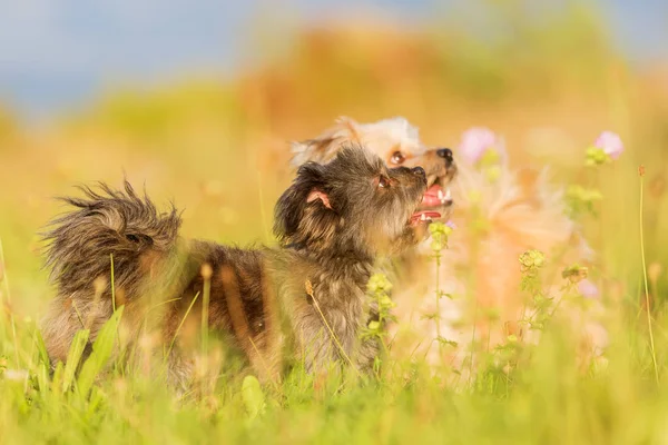 İki Havanese melez köpek çayır üzerinde