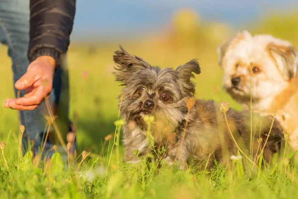 L'homme joue avec deux chiens hybrides Havanais — Photo